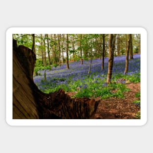 Bluebells Bluebell Woods Greys Court Oxfordshire UK Sticker